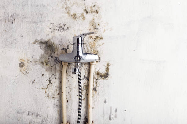 Best Mold Testing  in Altamont, NY